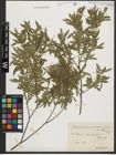Foto von Salix purpurea L. x Salix rosmarinifolia L.